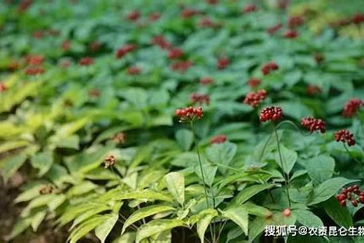 内蒙古共有几个对俄口岸？