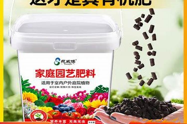 发财树怎么养才长得好？