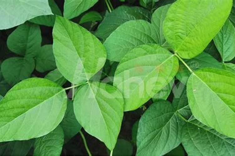 豆角打拉直带叶面肥行吗？