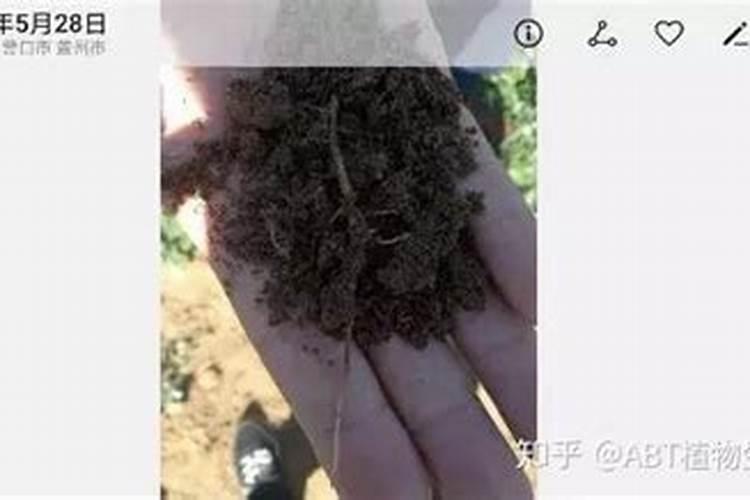 扦插葡萄多久用肥