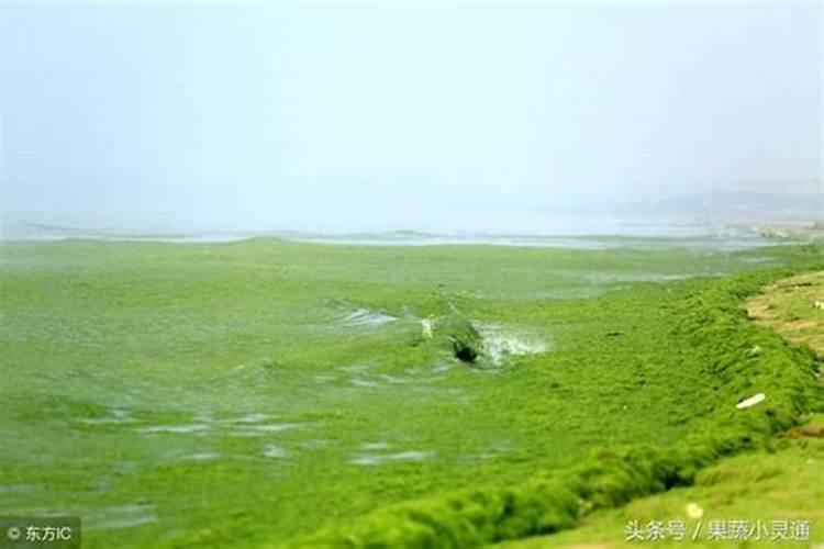 揭秘:海藻有机肥到底好不好？