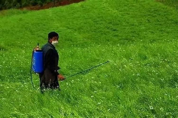 黄梨种植感言