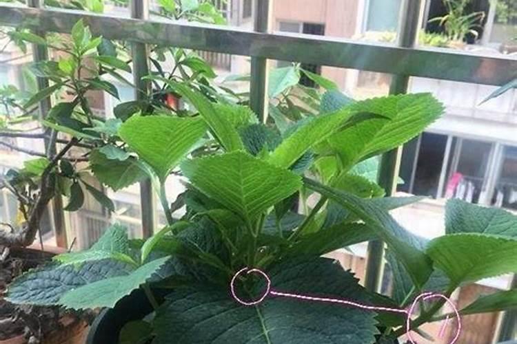 绣球用什么肥料最好