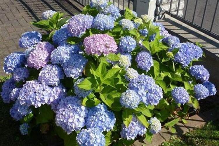 绣球花施什么肥