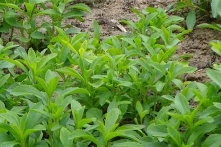 河南南阳种植的甜叶菊什么时候收割？