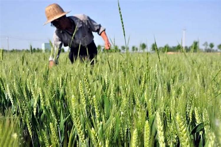 小麦后期喷什么微肥增产增重 死穗怎么防治