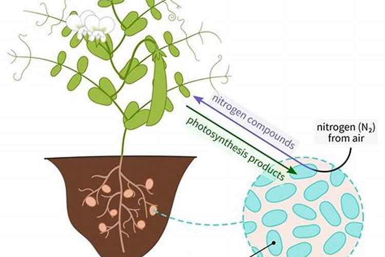 冬青树苗冬天是绿的,开春后叶子有点发黄干枯了是冻死了吗