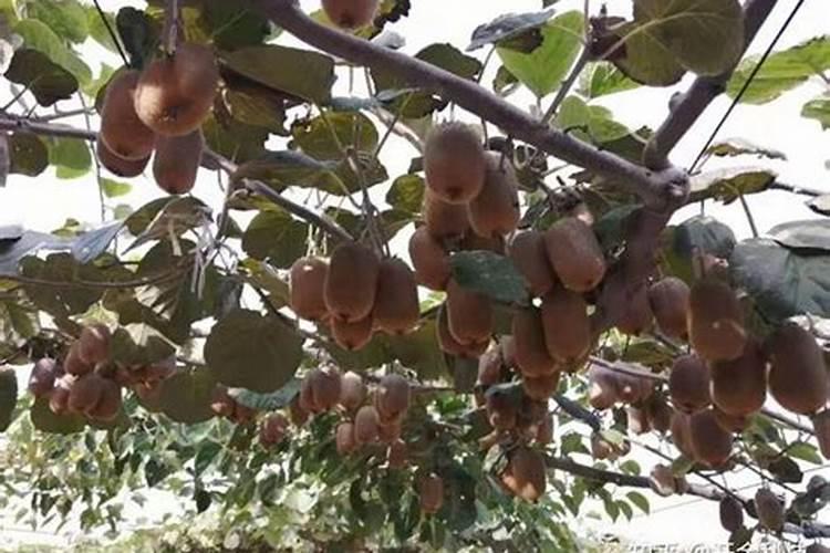 水稻怎么快速灌浆