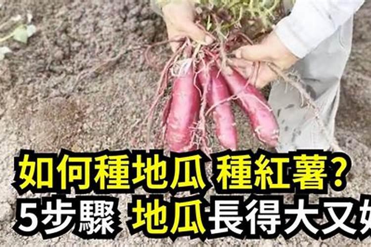 马铃薯延薯4盛花期用喷矮壮素吗