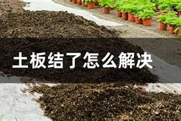 花土板结怎么才能疏松