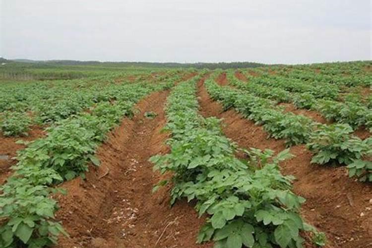 土豆施什么肥料好？土豆叶面喷什么好？土豆什么时候喷昆仑风叶面肥？