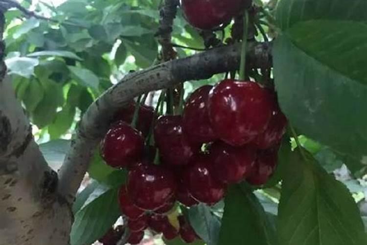 俄罗斯8号樱桃品种介绍