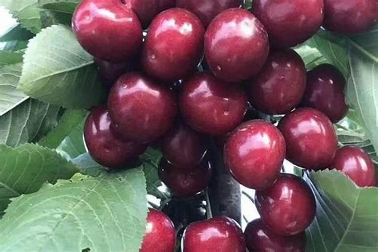 俄罗斯八号裂果严重吗