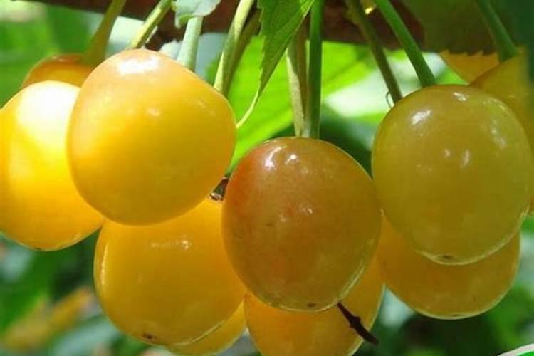俄罗斯8号樱桃品种介绍