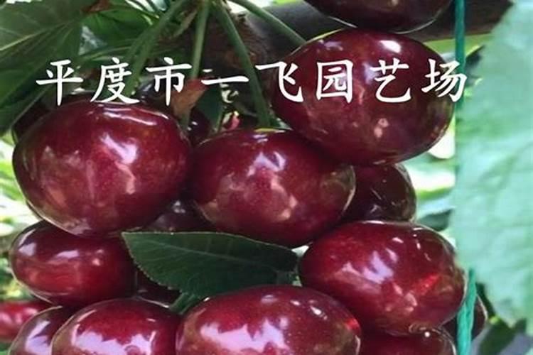 俄罗斯8号樱桃是什么品种