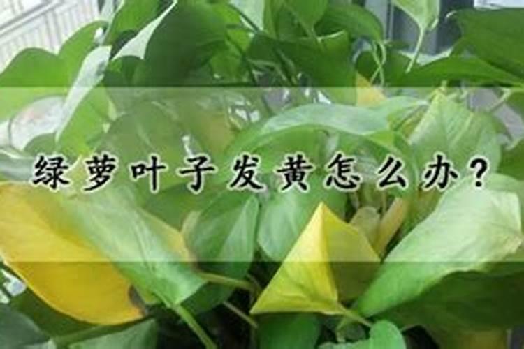 绿萝施肥需施什么肥料,叶黄施什么肥