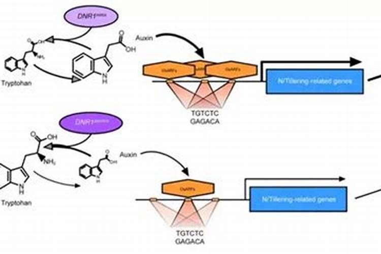 种麦子最忌三种肥料