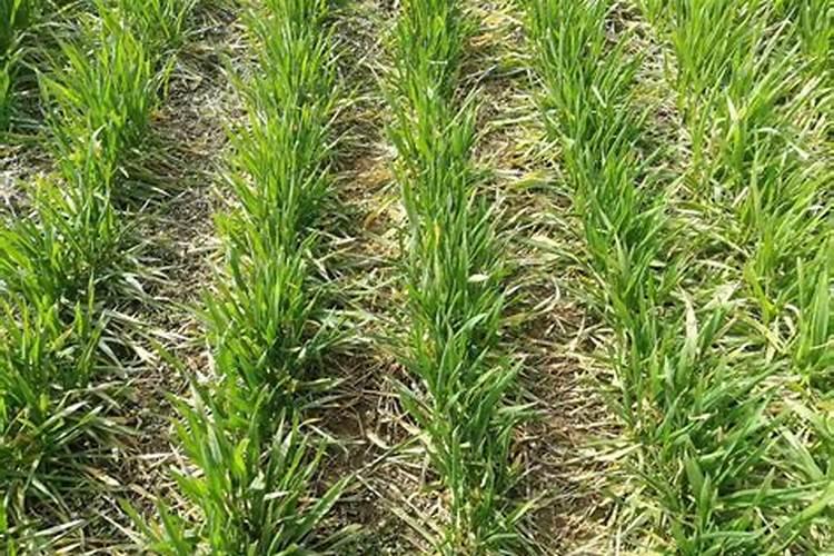 钾肥是什么肥料 植物缺少钾肥会怎么样