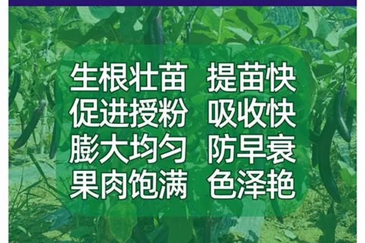 氨基酸在果树哪个时期用最佳