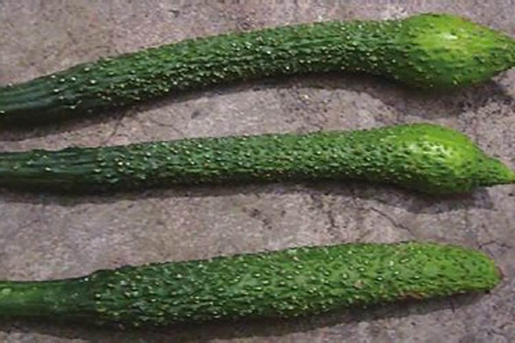 种黄瓜氮肥用量过多或过少都不好,最佳的施肥方法是什么？