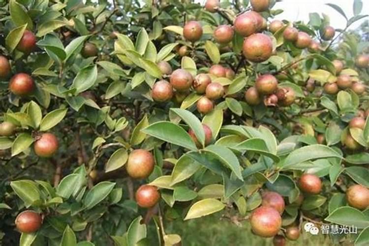 盆栽茶花怎样施肥