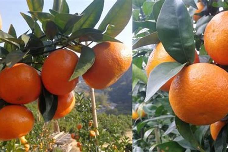 柑橘树叶片冻干用磷酸二氢钾叶面喷有用吗？