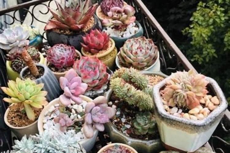 多肉多久施肥一次施什么肥