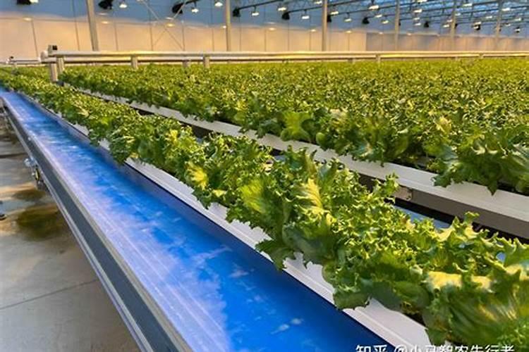 温室种植辣椒想要高产,该掌握哪些种植技巧？