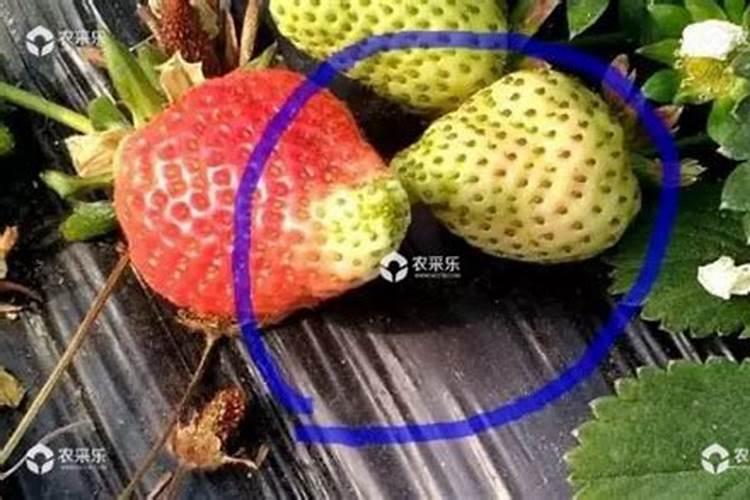 草莓肥害的典型症状？