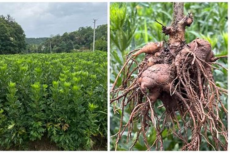 枫树球的功效与作用有哪些？