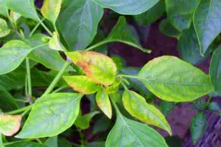 辣椒叶子发黄什么原因？看完这篇文章,种出来的辣椒辣的你多喝水百度知...