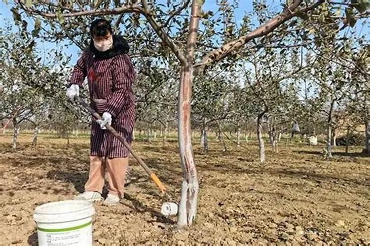 这三个时期追肥,荔枝高产稳产