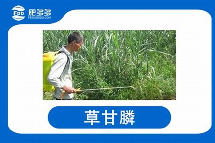 什么情况下需要喷叶面肥 绿植叶面肥施用指南