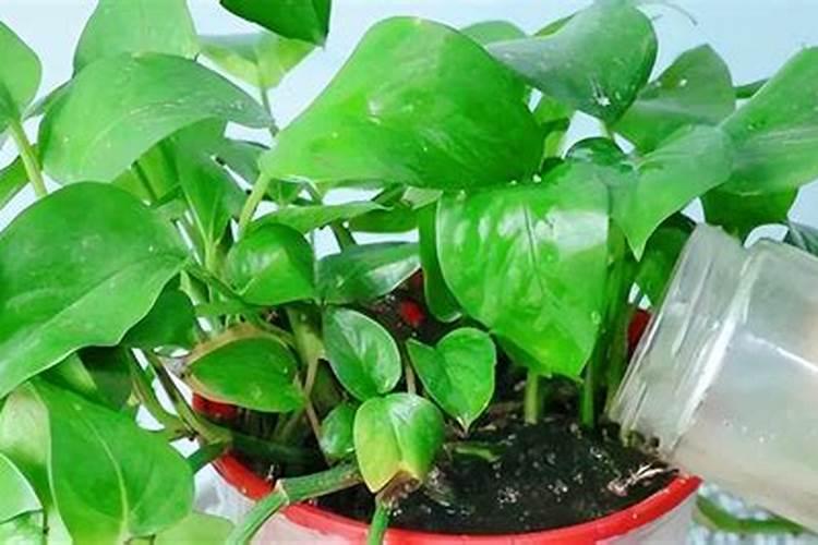 红掌花浇什么肥料合适