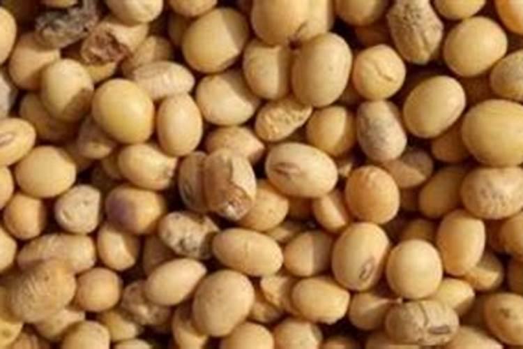 目前台湾青枣的主要品种