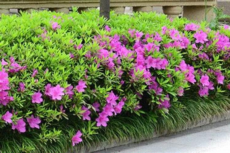 杜鹃花落叶怎么防治