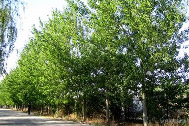 杨树在什么时候施肥最好？
