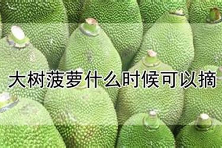 我家的菠萝蜜(俗称大树菠萝)每到结果季节果实都发霉,长不大,什么回事...