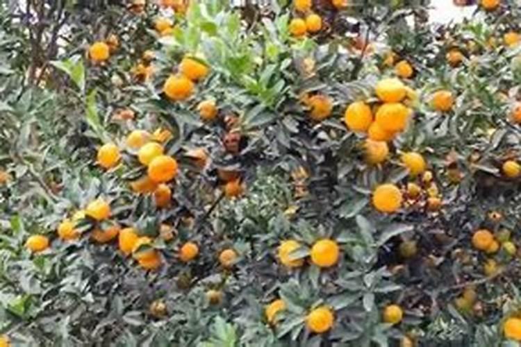 橘子树用什么肥料最好？橘子树施肥方法和注意事项