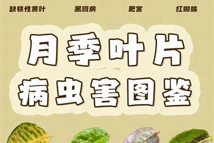 冬枣树怎么种植技术