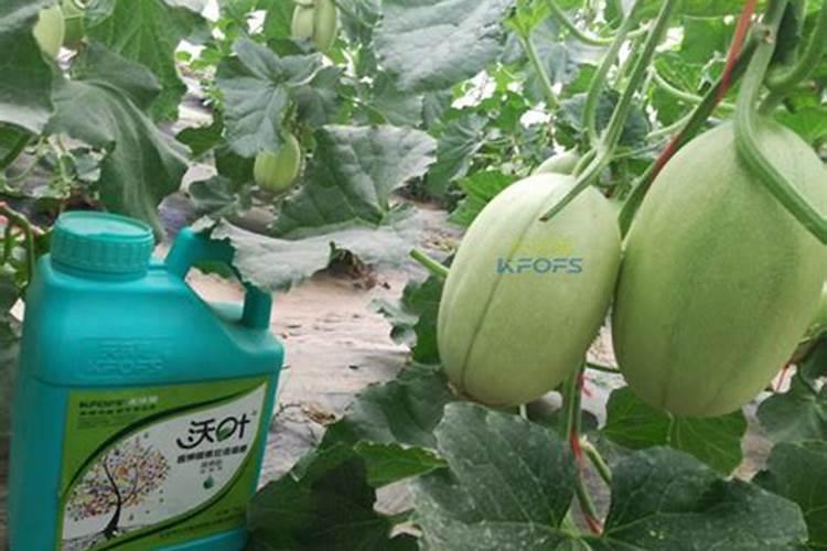 植物无氧呼吸能产生酒精还是乳酸还是两种都有