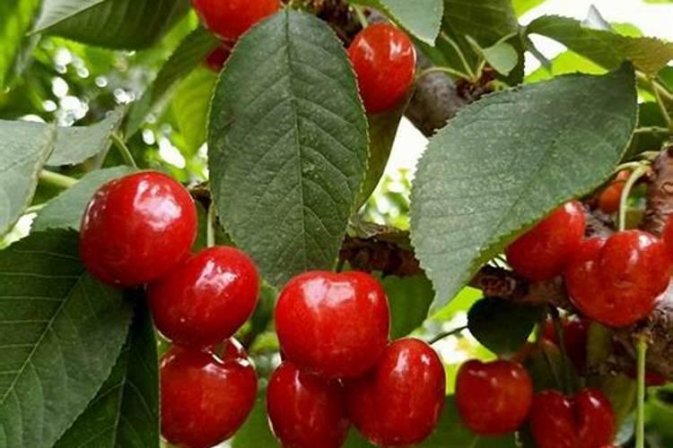 车厘子的叶面肥应该如何选择？有哪些增甜措施？