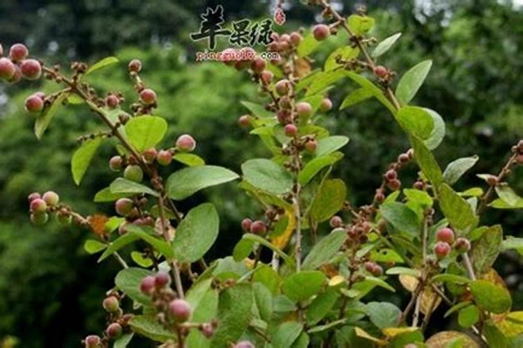 桂花树用什么肥好