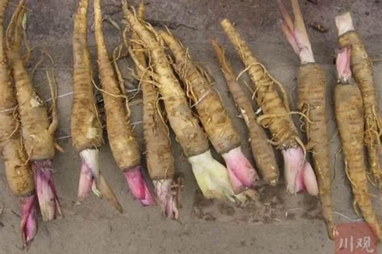 白芷种植如何进行田间管理？