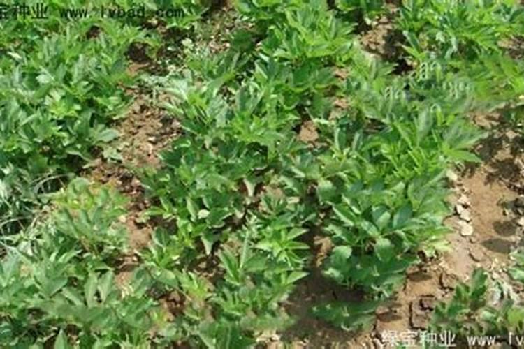 白芷种植比较常见,白芷种植后怎么管理好？