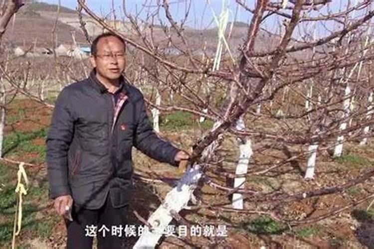 樱桃树冬季施肥方法？