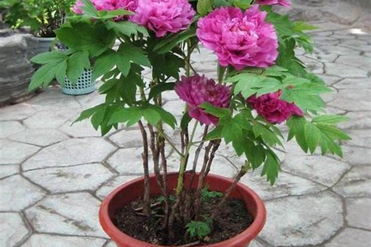 芍药施什么肥最好