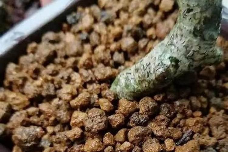 钾肥对多肉的作用