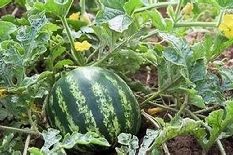 西瓜需要什么肥料最好