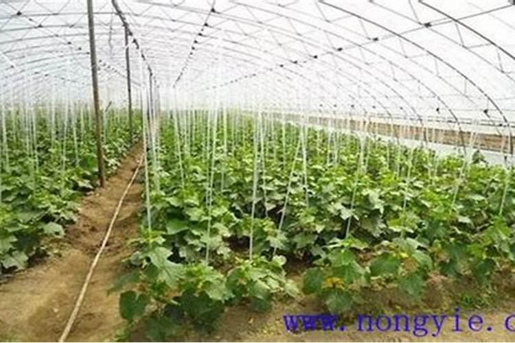 氮肥施用方法及注意事项